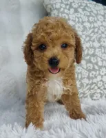 Bodie , a male Poodle - Miniature  for sale in Elkton, KY – 7 of 10