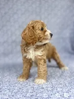 Lady , a female Cockapoo for sale in Elkton, KY – 4 of 8