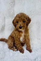 Grady , a male Poodle - Miniature  for sale in Elkton, KY – 5 of 8