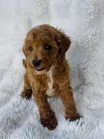 Grady , a male Poodle - Miniature  for sale in Elkton, KY – 3 of 8