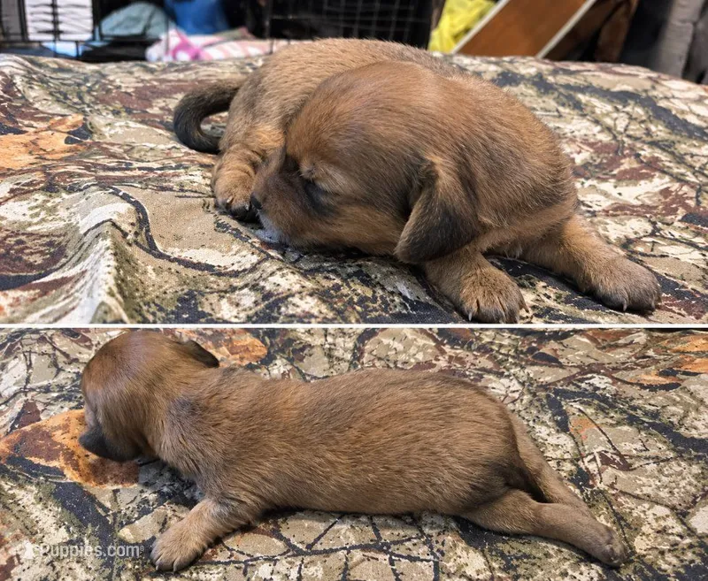 Bonita AKC long haired – Miniature Dachshund puppy for sale in Hollis, OK