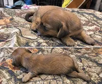 Bonita AKC long haired, a female Miniature Dachshund for sale in Hollis, OK – 1 of 1