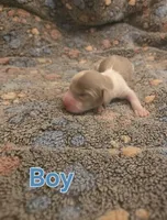 Tennessee, a male Miniature Dachshund for sale in Hollis, OK – 3 of 4