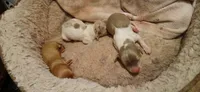 Tennessee, a male Miniature Dachshund for sale in Hollis, OK – 4 of 4