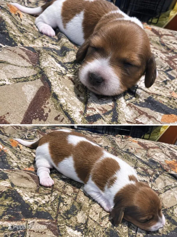 Chulo AKC long haired – Miniature Dachshund puppy for sale in Hollis, OK