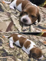 Chulo AKC long haired, a male Miniature Dachshund for sale in Hollis, OK – 1 of 1