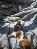 Chilli AKC long haired, a male Miniature Dachshund for sale in Hollis, OK – 2 of 5