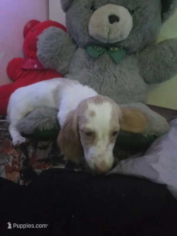 Creed – Miniature Dachshund puppy for sale in Hollis, OK
