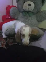 Creed, a male Miniature Dachshund for sale in Hollis, OK – 1 of 4