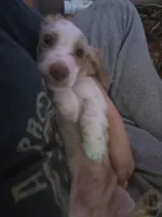 Creed, a male Miniature Dachshund for sale in Hollis, OK – 3 of 4