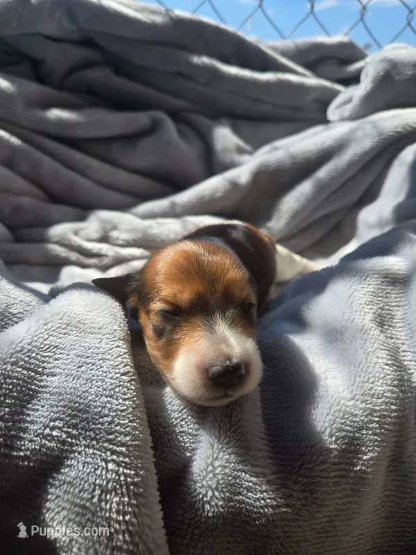 Chilli AKC long haired – Miniature Dachshund puppy for sale in Hollis, OK