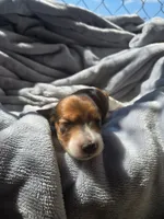 Chilli AKC long haired, a male Miniature Dachshund for sale in Hollis, OK – 1 of 5