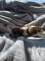 Chilli AKC long haired, a male Miniature Dachshund for sale in Hollis, OK – 3 of 5