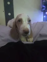 Creed, a male Miniature Dachshund for sale in Hollis, OK – 4 of 4