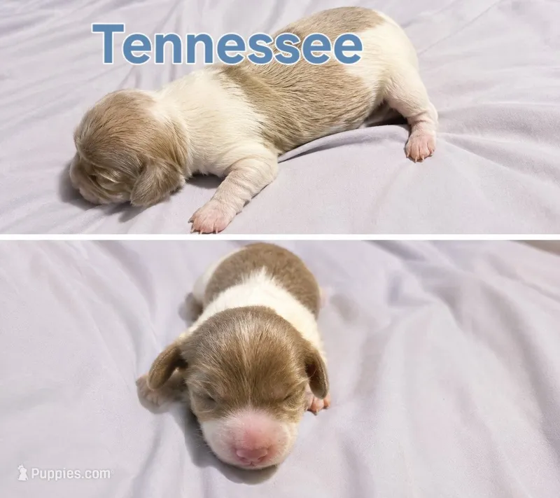 Tennessee – Miniature Dachshund puppy for sale in Hollis, OK