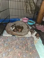 Chilli AKC long haired, a male Miniature Dachshund for sale in Hollis, OK – 5 of 5