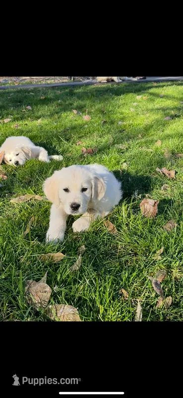 Lily  – English Cream Golden Retriever puppy for sale in Puyallup, WA