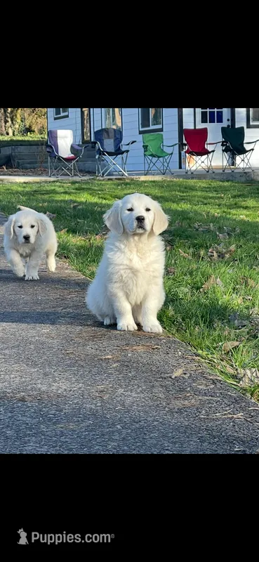 Oliver  – English Cream Golden Retriever puppy for sale in Puyallup, WA