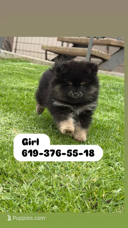 Sara – Pomeranian puppy for sale in Coronado, CA