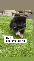 Sara, a female Pomeranian for sale in Coronado, CA – 1 of 1