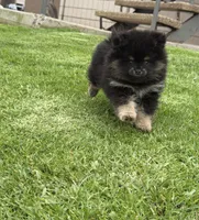 Sara, a female Pomeranian for sale in Coronado, CA – 1 of 1
