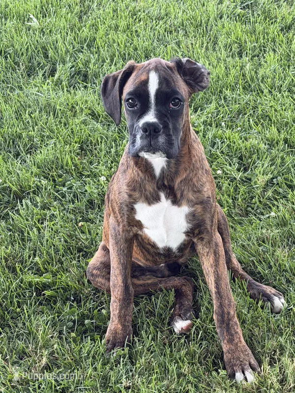 Eva – Boxer puppy for sale in Delanson, NY