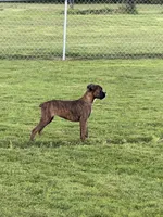 Eva, a female Boxer for sale in Delanson, NY – 4 of 5