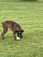 Eva, a female Boxer for sale in Delanson, NY – 2 of 5