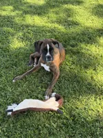 Eva, a female Boxer for sale in Delanson, NY – 3 of 5
