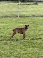 Eva, a female Boxer for sale in Delanson, NY – 5 of 5
