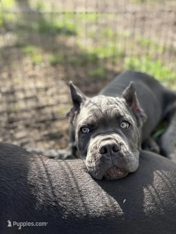 Shido (ICCF) – Cane Corso puppy for sale in Montgomery, AL