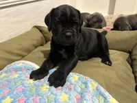 processed/da962238-e3f8-4ae6-bc6a-c23fc69f044c/listing/35c37493-a2d8-4388-a056-76610929fb95/8d4be907-55ad-4c01-9767-bc10f963ceb4