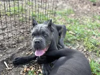 Shido (ICCF), a male Cane Corso for sale in Montgomery, AL – Photo 3 of 4