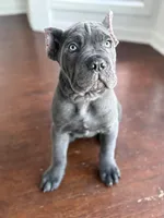 Sole (ICCF), a male Cane Corso for sale in Montgomery, AL – Photo 2 of 4