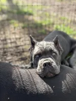 Shido (ICCF), a male Cane Corso for sale in Montgomery, AL – Photo 1 of 4