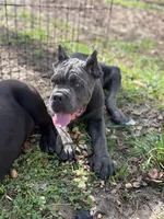 Shido (ICCF), a male Cane Corso for sale in Montgomery, AL – Photo 4 of 4