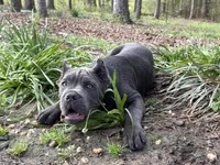 Sole (ICCF), a male Cane Corso for sale in Montgomery, AL – Photo 1 of 4