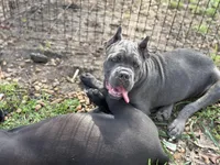 Shido (ICCF), a male Cane Corso for sale in Montgomery, AL – Photo 2 of 4