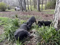 Sole (ICCF), a male Cane Corso for sale in Montgomery, AL – Photo 3 of 4