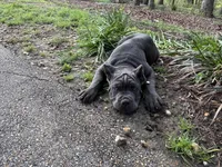 Sole (ICCF), a male Cane Corso for sale in Montgomery, AL – Photo 2 of 4