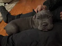 Sole (ICCF), a male Cane Corso for sale in Montgomery, AL – Photo 3 of 4