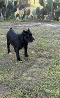 Hachi (ICCF), a female Cane Corso for sale in Montgomery, AL – Photo 2 of 2