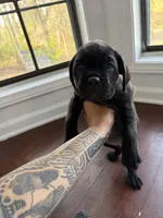 Mochi (ICCF), a female Cane Corso for sale in Montgomery, AL – Photo 6 of 6