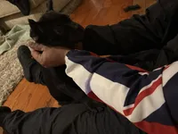 Mochi (ICCF), a female Cane Corso for sale in Montgomery, AL – Photo 1 of 6