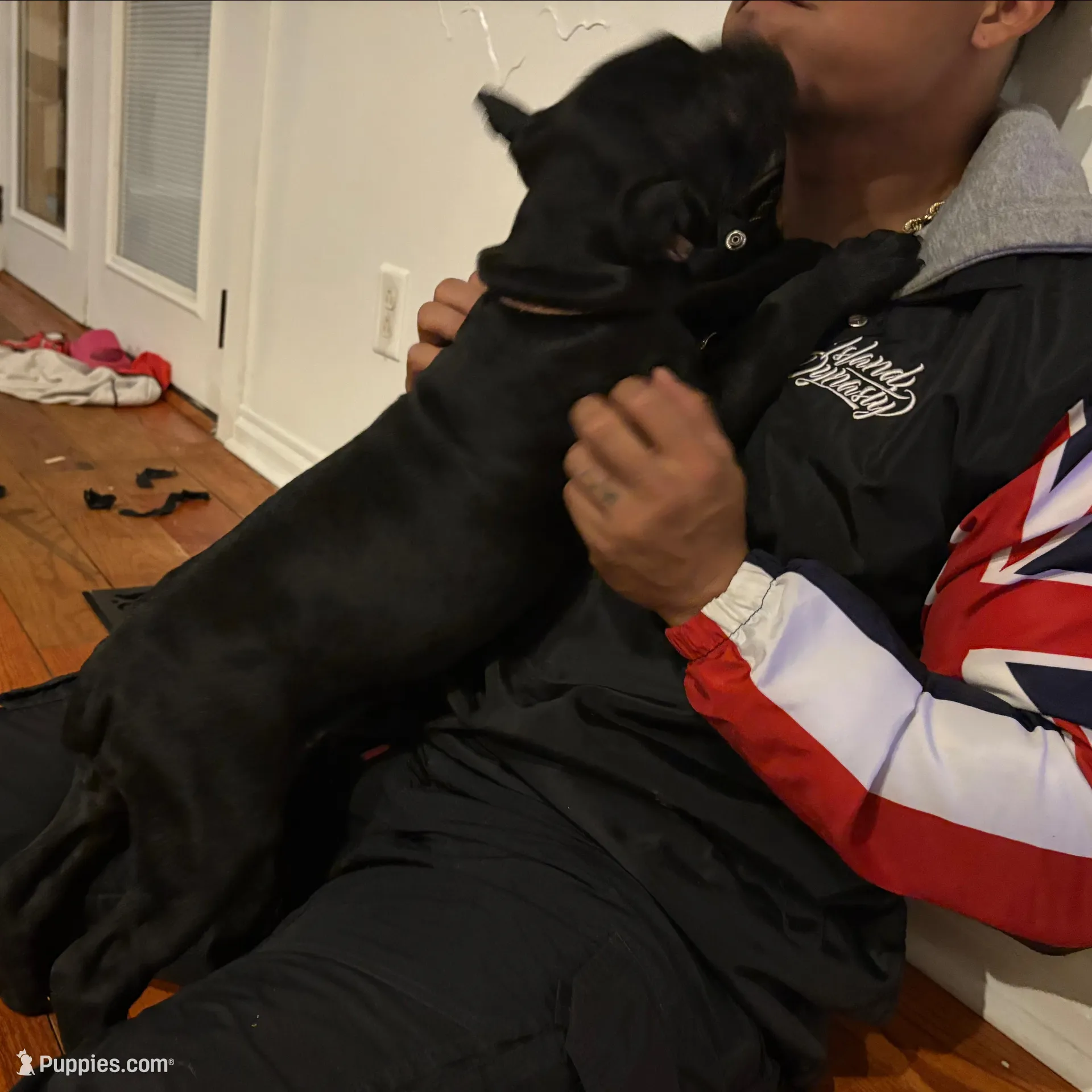 Mochi (ICCF), a female Cane Corso for sale in Montgomery, AL – Photo 4 of 6