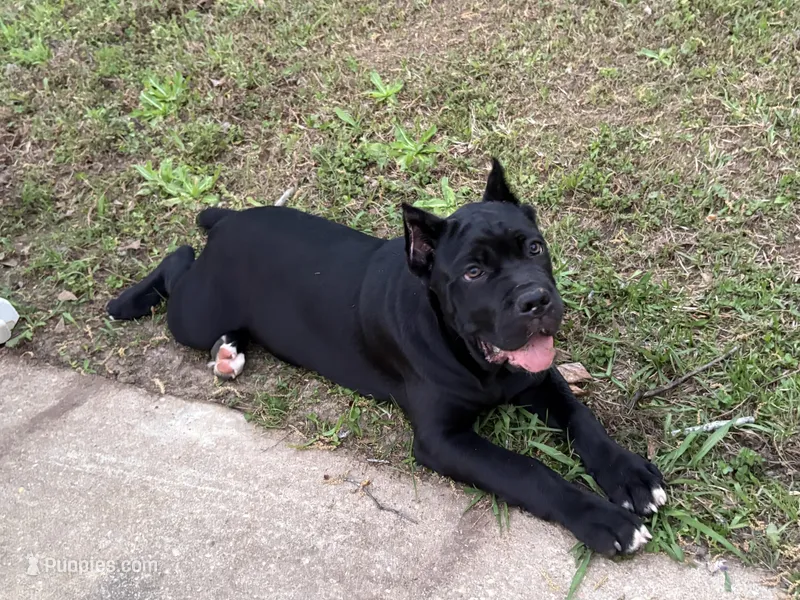 Hachi (ICCF) – Cane Corso puppy on hold in Montgomery, AL
