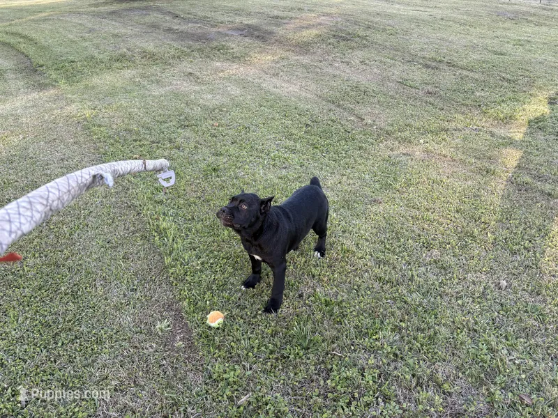 Hachi (ICCF) – Cane Corso puppy for sale in Montgomery, AL