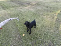 Hachi (ICCF), a female Cane Corso for sale in Montgomery, AL – Photo 1 of 2
