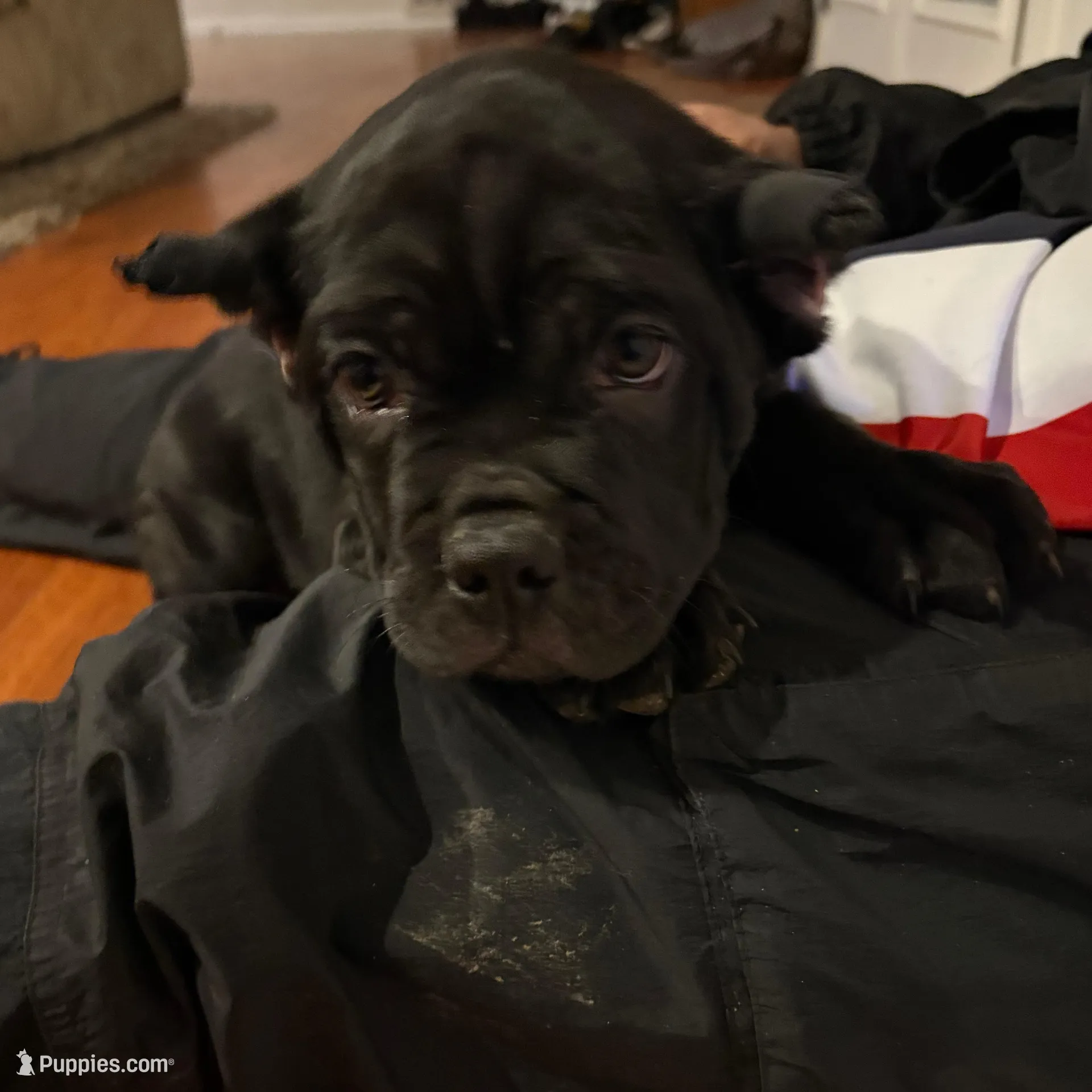 Mochi (ICCF), a female Cane Corso for sale in Montgomery, AL – Photo 3 of 6