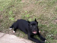 Hachi (ICCF), a female Cane Corso for sale in Montgomery, AL – Photo 2 of 4